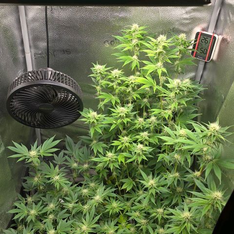 Somango XL 🥭 growlog timeline photo