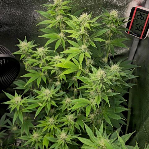Grand Daddy Purple 🌌 growlog timeline photo
