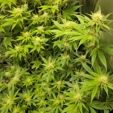 Grand Daddy Purple 🌌 growlog timeline photo