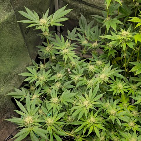 Somango XL 🥭 growlog timeline photo