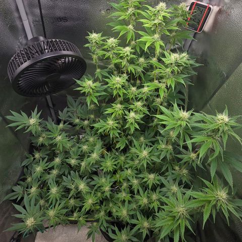 Grand Daddy Purple 🌌 growlog timeline photo