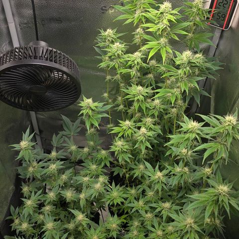 Somango XL 🥭 growlog timeline photo