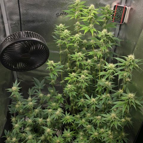 Somango XL 🥭 growlog timeline photo