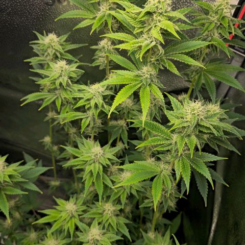 Grand Daddy Purple 🌌 growlog timeline photo