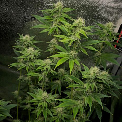 Grand Daddy Purple 🌌 growlog timeline photo