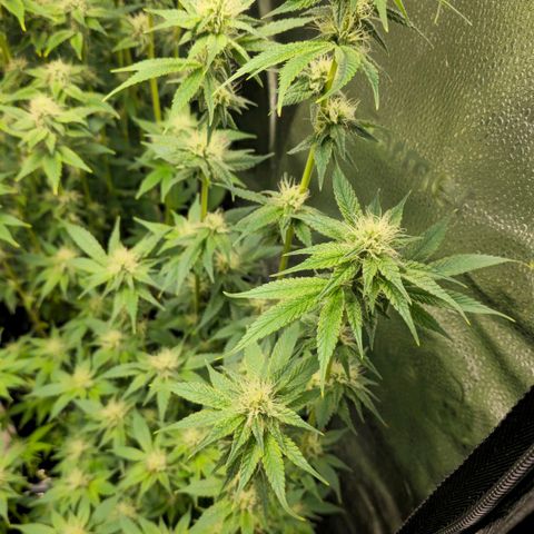 Grand Daddy Purple 🌌 growlog timeline photo