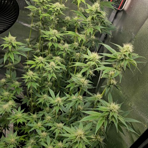 Grand Daddy Purple 🌌 growlog timeline photo