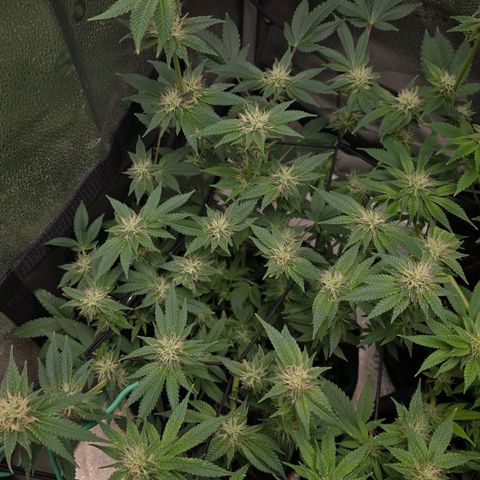 Somango XL 🥭 growlog timeline photo