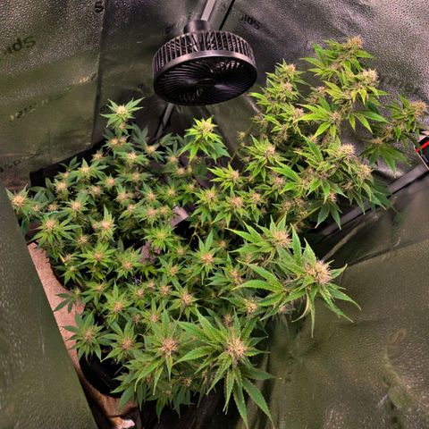 Grand Daddy Purple 🌌 growlog timeline photo