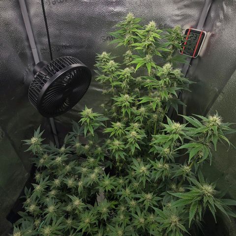 Somango XL 🥭 growlog timeline photo