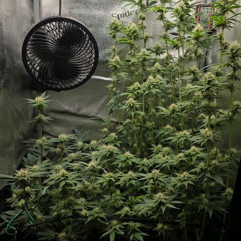 Somango XL 🥭 growlog timeline photo