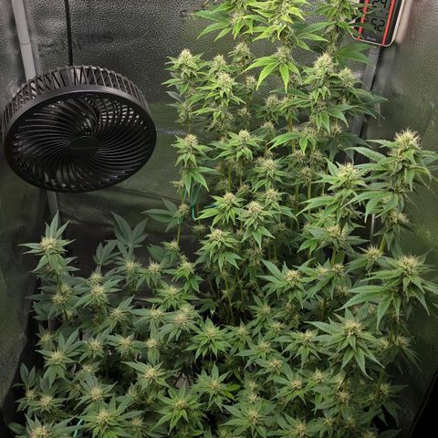 Somango XL 🥭 growlog timeline photo