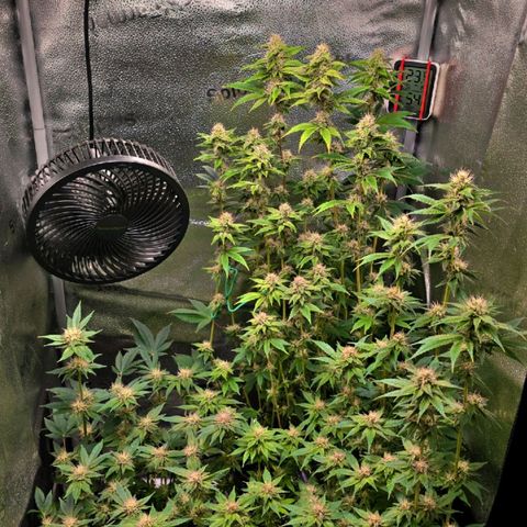 Somango XL 🥭 growlog timeline photo