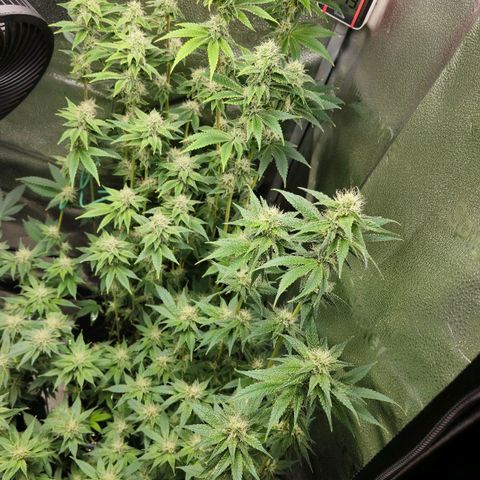 Grand Daddy Purple 🌌 growlog timeline photo