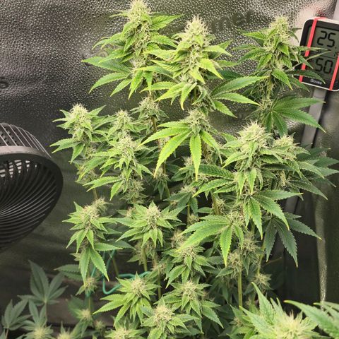 Grand Daddy Purple 🌌 growlog timeline photo