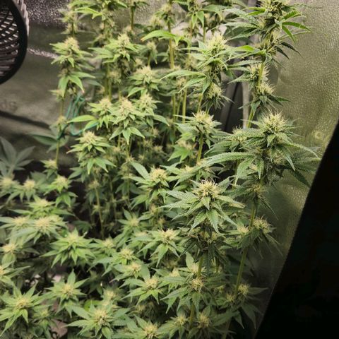 Grand Daddy Purple 🌌 growlog timeline photo