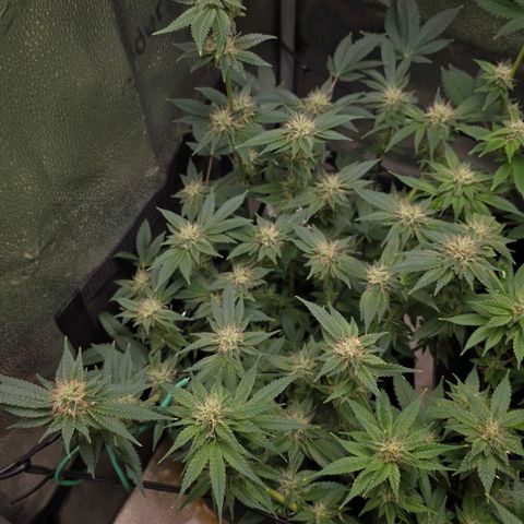 Somango XL 🥭 growlog timeline photo