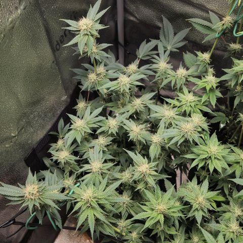 Somango XL 🥭 growlog timeline photo