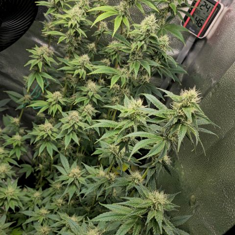 Grand Daddy Purple 🌌 growlog timeline photo