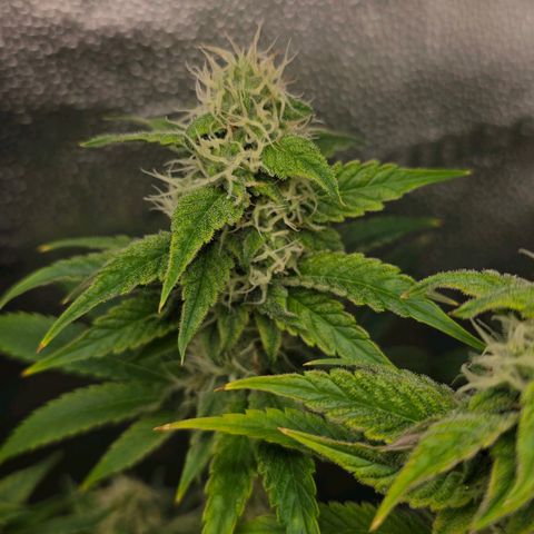 Grand Daddy Purple 🌌 growlog timeline photo