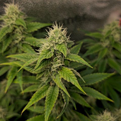 Grand Daddy Purple 🌌 growlog timeline photo