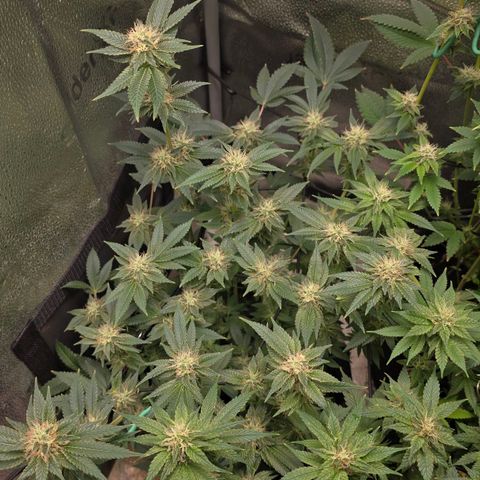 Somango XL 🥭 growlog timeline photo