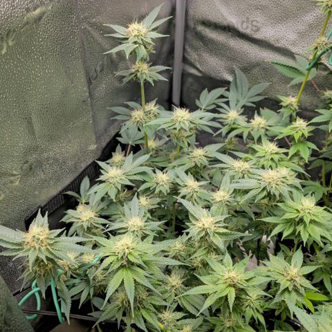 Somango XL 🥭 growlog timeline photo