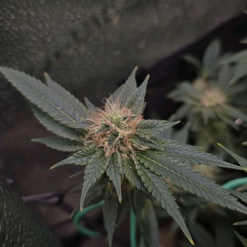 Somango XL 🥭 growlog timeline photo
