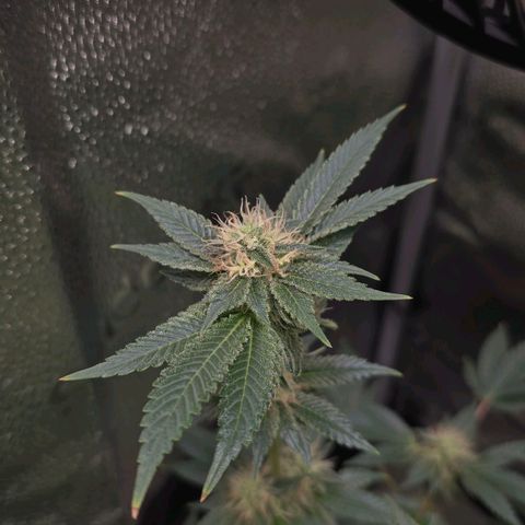 Somango XL 🥭 growlog timeline photo