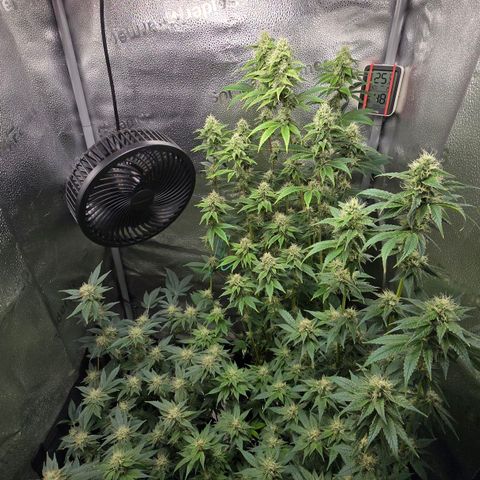 Somango XL 🥭 growlog timeline photo