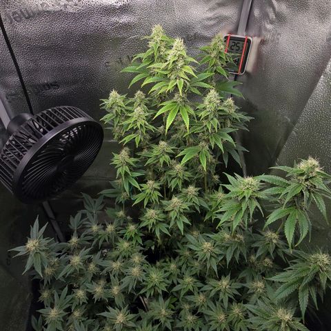 Somango XL 🥭 growlog timeline photo