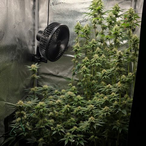 Somango XL 🥭 growlog timeline photo