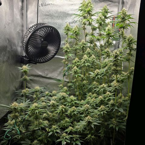 Somango XL 🥭 growlog timeline photo