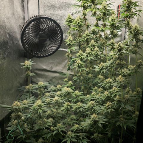 Grand Daddy Purple 🌌 growlog timeline photo