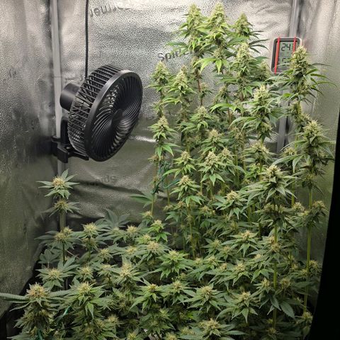 Grand Daddy Purple 🌌 growlog timeline photo