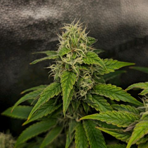 Grand Daddy Purple 🌌 growlog timeline photo