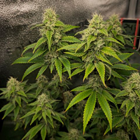 Grand Daddy Purple 🌌 growlog timeline photo