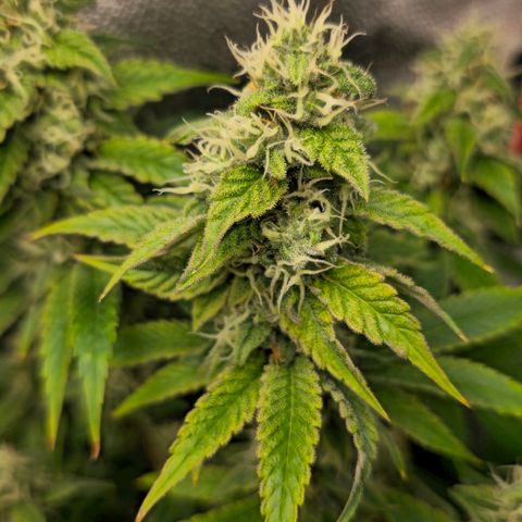 Grand Daddy Purple 🌌 growlog timeline photo