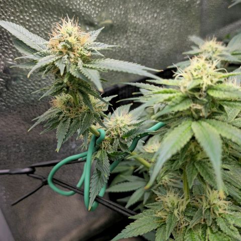 Somango XL 🥭 growlog timeline photo