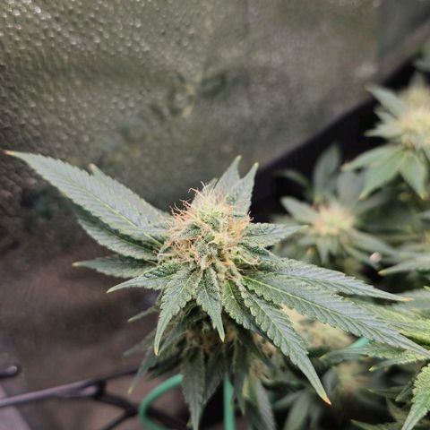 Somango XL 🥭 growlog timeline photo