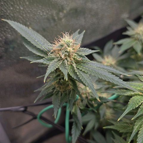 Somango XL 🥭 growlog timeline photo