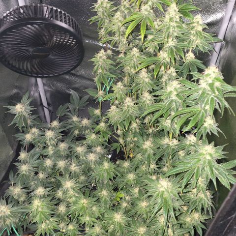 Somango XL 🥭 growlog timeline photo