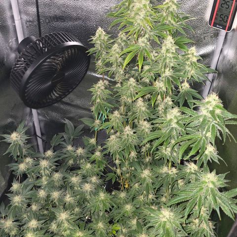 Somango XL 🥭 growlog timeline photo