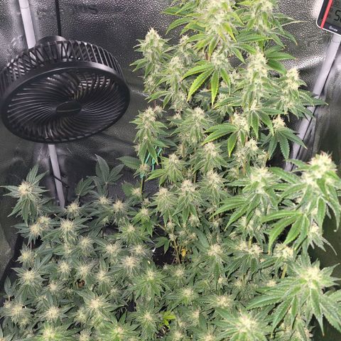 Somango XL 🥭 growlog timeline photo
