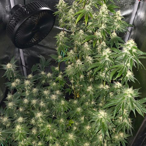 Grand Daddy Purple 🌌 growlog timeline photo
