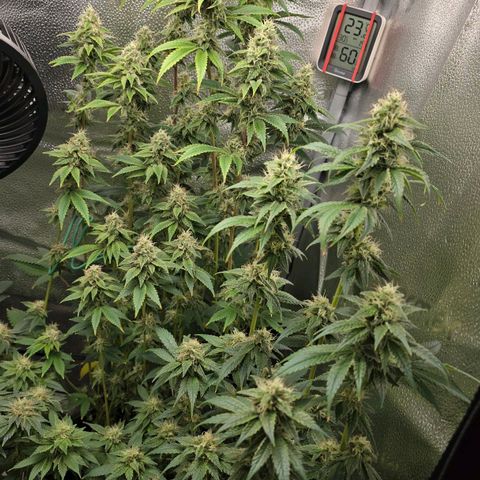 Grand Daddy Purple 🌌 growlog timeline photo