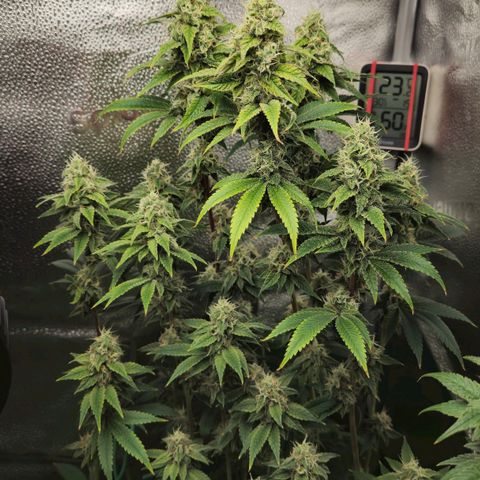 Grand Daddy Purple 🌌 growlog timeline photo
