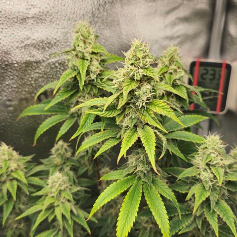 Grand Daddy Purple 🌌 growlog timeline photo
