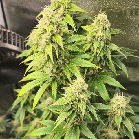 Grand Daddy Purple 🌌 growlog timeline photo