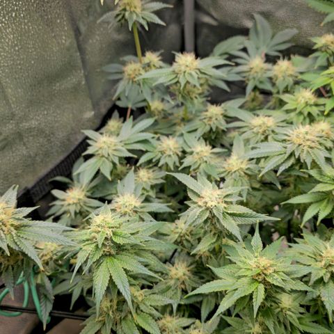 Somango XL 🥭 growlog timeline photo